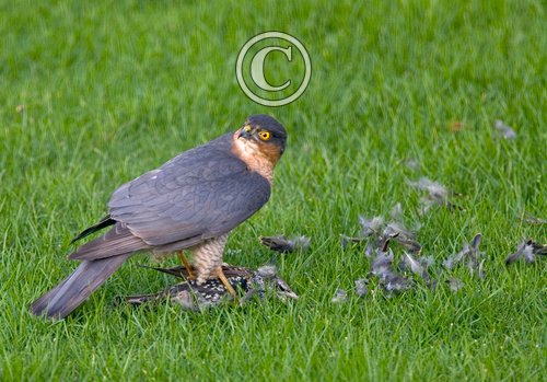 Sparrowhawk with a Starling DM0461